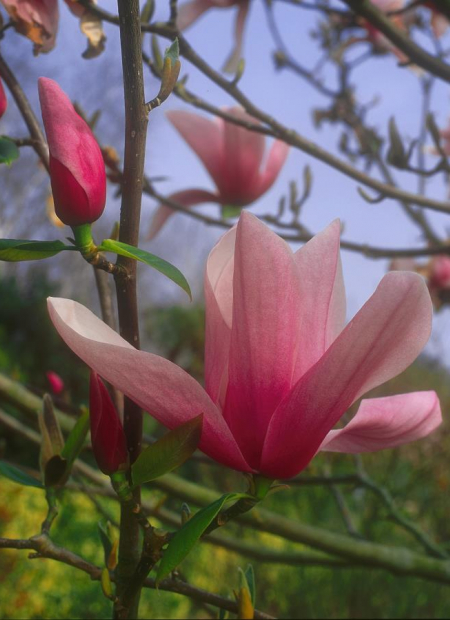 © Hortival Diffusion - Tous droits réservés