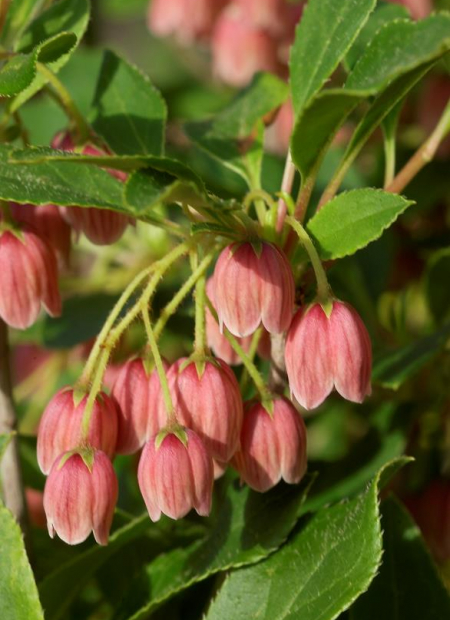 © Hortival Diffusion - Tous droits réservés