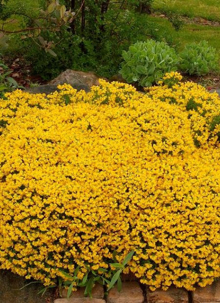 © Hortival Diffusion - Tous droits réservés