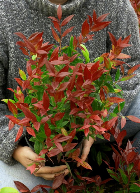 © Hortival Diffusion - Tous droits réservés