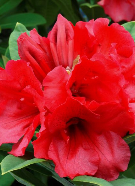 © Hortival Diffusion - Tous droits réservés