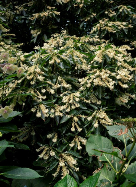 © Hortival Diffusion - Tous droits réservés