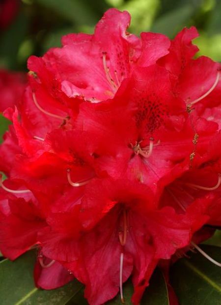 © Hortival Diffusion - Tous droits réservés