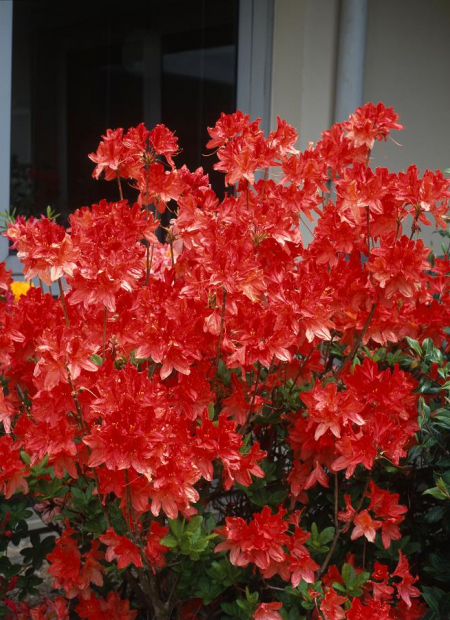 © Hortival Diffusion - Tous droits réservés