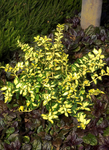 © Hortival Diffusion - Tous droits réservés