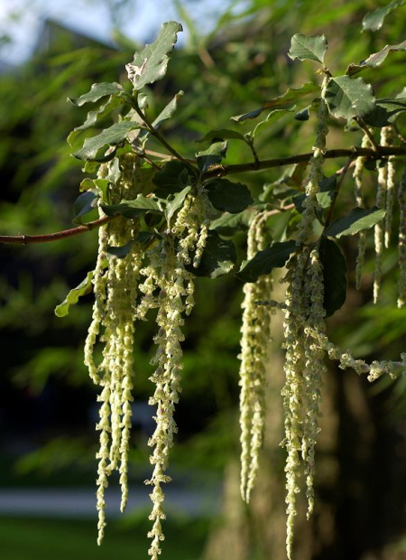 © Hortival Diffusion - Tous droits réservés