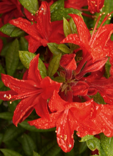 © Hortival Diffusion - Tous droits réservés