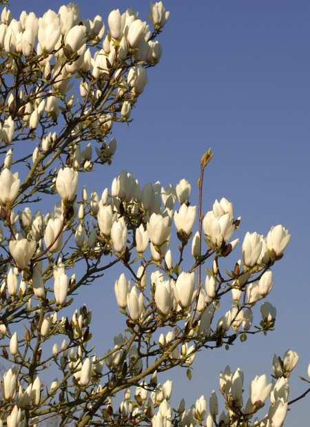 © Hortival Diffusion - Tous droits réservés