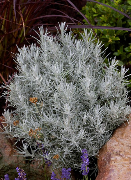 © Hortival Diffusion - Tous droits réservés