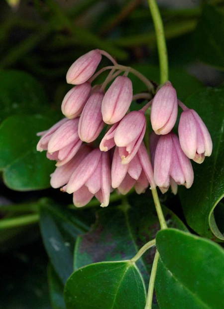 © Hortival Diffusion - Tous droits réservés