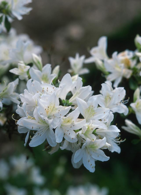© Hortival Diffusion - Tous droits réservés