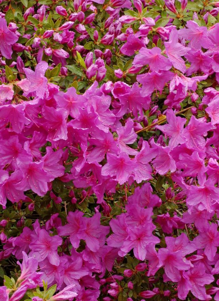 © Hortival Diffusion - Tous droits réservés