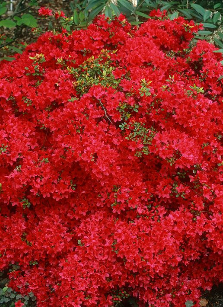 © Hortival Diffusion - Tous droits réservés