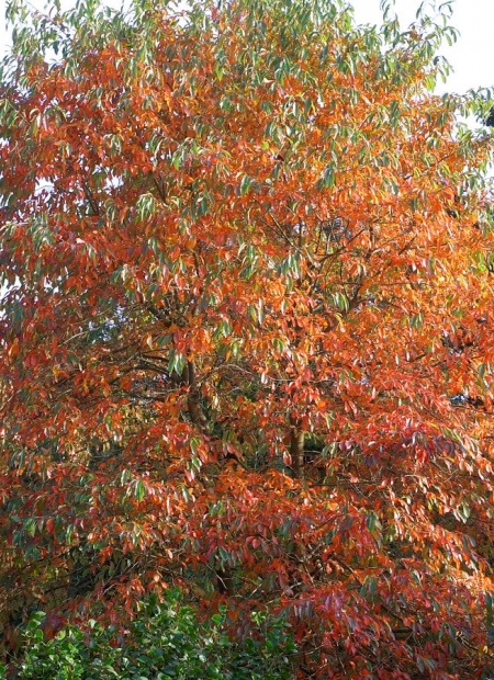 © Hortival Diffusion - Tous droits réservés