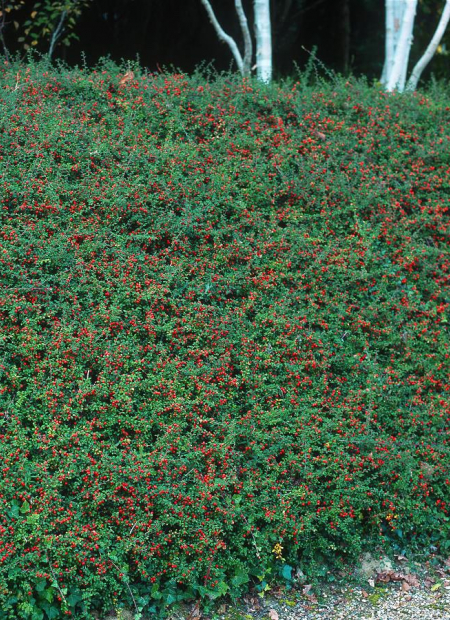 © Hortival Diffusion - Tous droits réservés