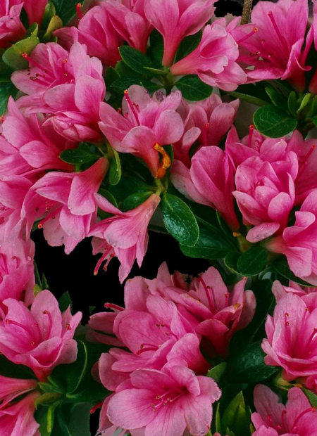 © Hortival Diffusion - Tous droits réservés