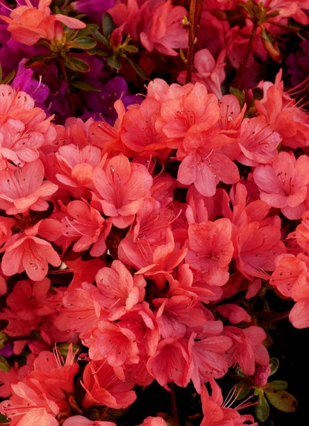 © Hortival Diffusion - Tous droits réservés