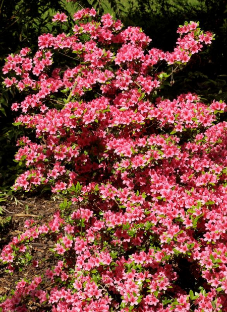 © Hortival Diffusion - Tous droits réservés
