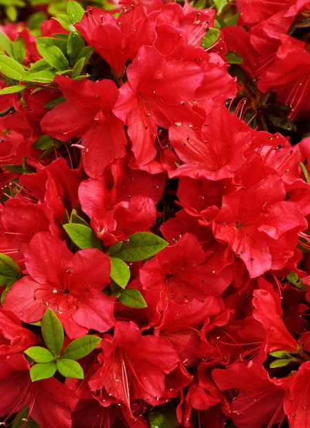 © Hortival Diffusion - Tous droits réservés