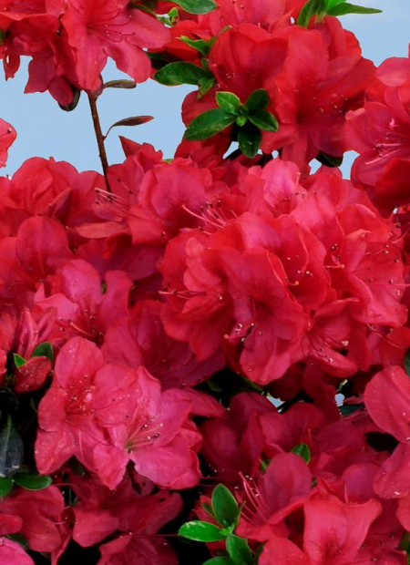 © Hortival Diffusion - Tous droits réservés