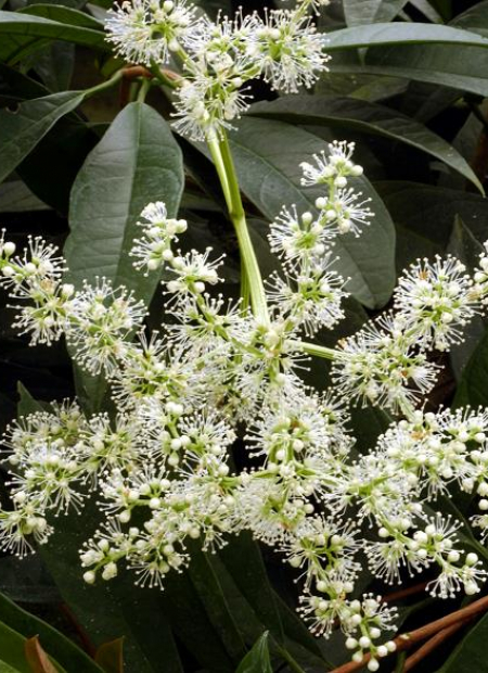 © Hortival Diffusion - Tous droits réservés