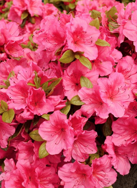 © Hortival Diffusion - Tous droits réservés