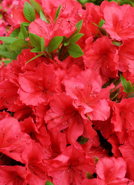 © Hortival Diffusion - Tous droits réservés