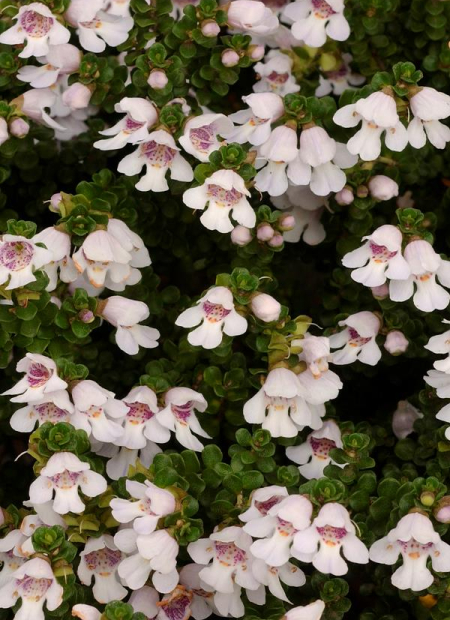 © Hortival Diffusion - Tous droits réservés