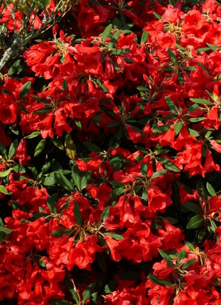 © Hortival Diffusion - Tous droits réservés