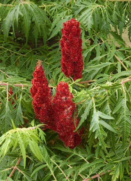 © Hortival Diffusion - Tous droits réservés