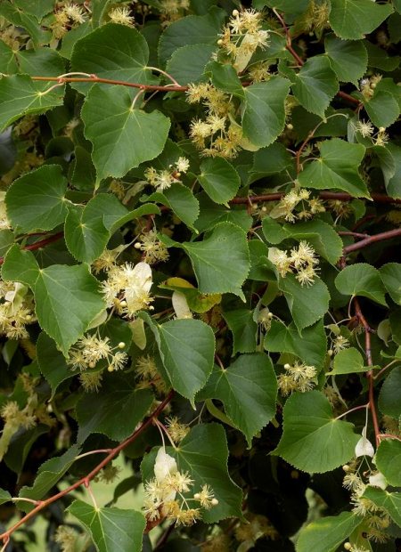 © Hortival Diffusion - Tous droits réservés