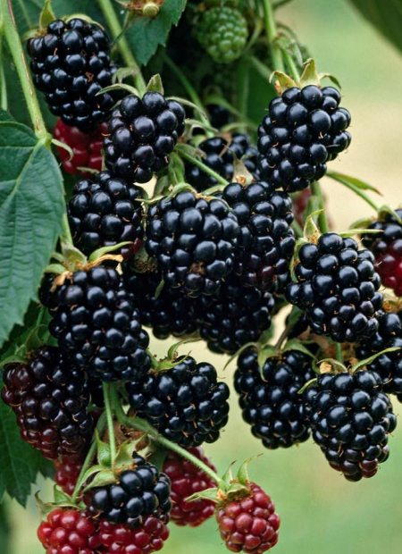 © MAP/Mise au Point - Tous droits réservés