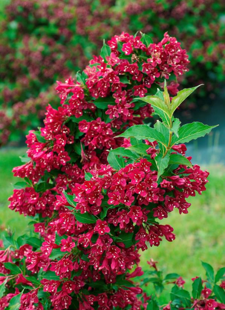 © Hortival Diffusion - Tous droits réservés