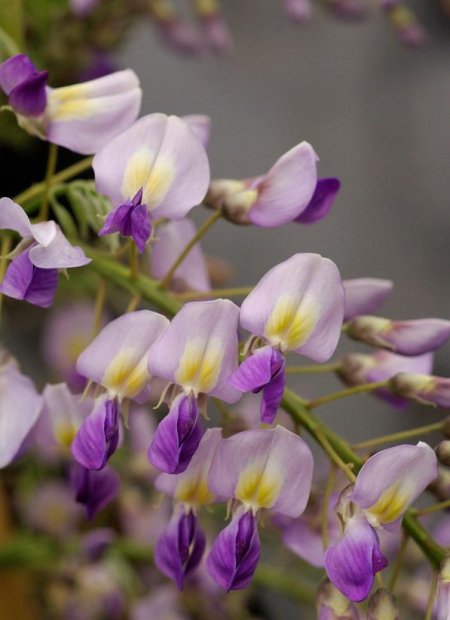 © Hortival Diffusion - Tous droits réservés