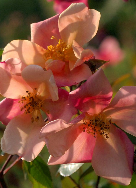 © Hortival Diffusion - Tous droits réservés