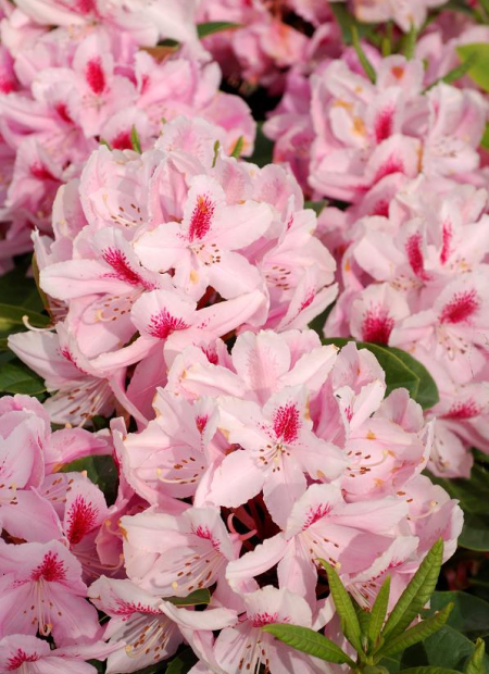 © Hortival Diffusion - Tous droits réservés