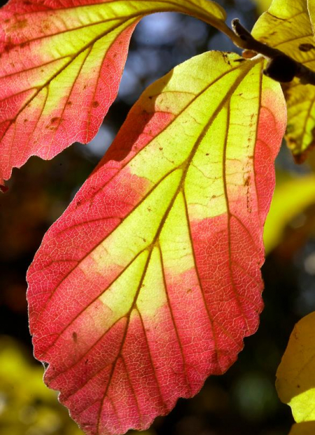 © Hortival Diffusion - Tous droits réservés
