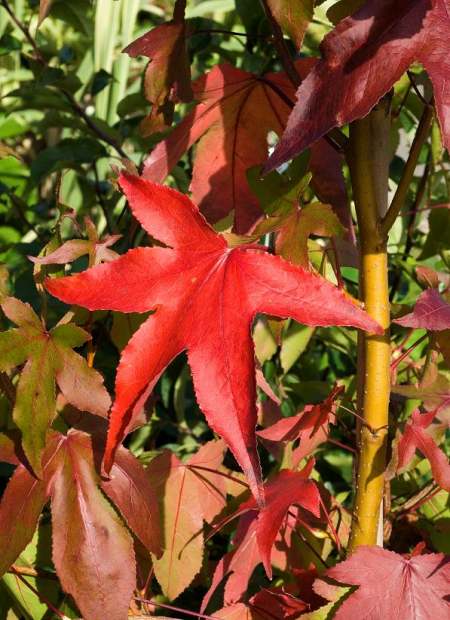 © Hortival Diffusion - Tous droits réservés