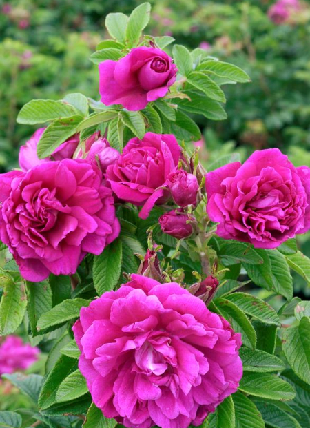 © Hortival Diffusion - Tous droits réservés