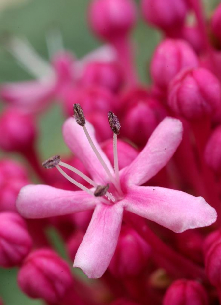 © Hortival Diffusion - Tous droits réservés