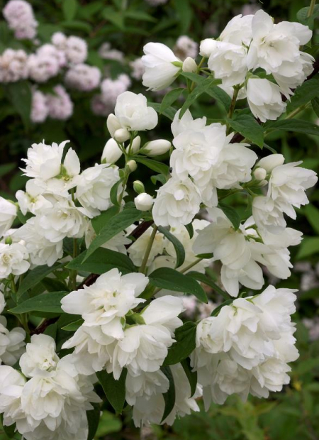 © Hortival Diffusion - Tous droits réservés