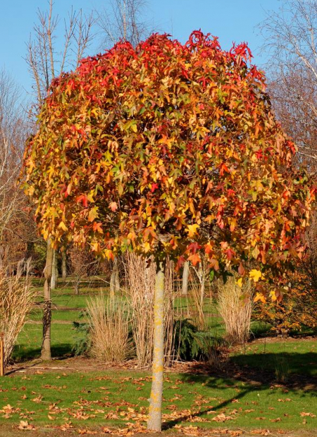© Hortival Diffusion - Tous droits réservés