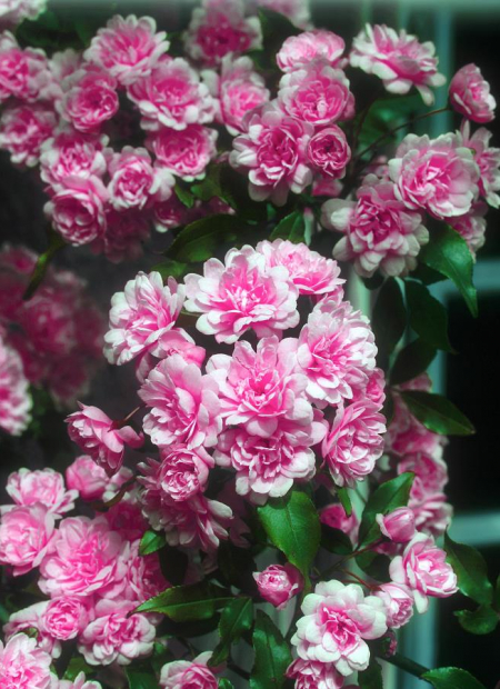 © Hortival Diffusion - Tous droits réservés