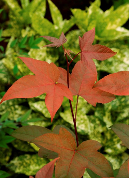 © Hortival Diffusion - Tous droits réservés