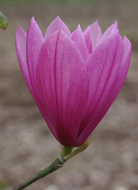 © Hortival Diffusion - Tous droits réservés