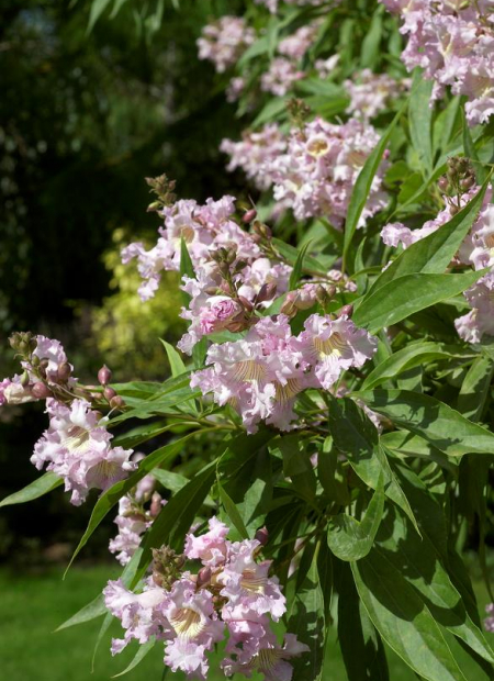 © Hortival Diffusion - Tous droits réservés