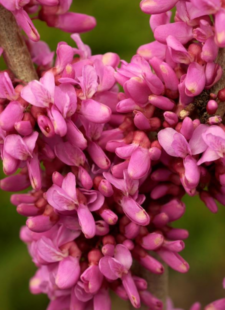 © Hortival Diffusion - Tous droits réservés