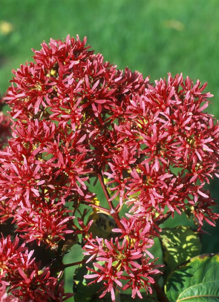 © Hortival Diffusion - Tous droits réservés