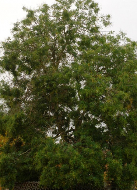 © Hortival Diffusion - Tous droits réservés