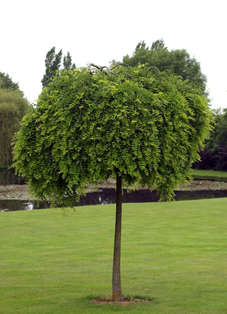 © Hortival Diffusion - Tous droits réservés